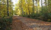 Tour Pferd Feings - Attelage en forêt domaniale de Reno-Valdieu - Feings - Photo 1