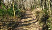 Trail Walking Meymac - De feuilles en aiguilles - Ambrugeat - Pays de Haute Corrèze  - Photo 1