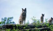 Tocht Stappen Sainte-Feyre - Les loups de Chabrières - Sainte Feyre - Photo 4