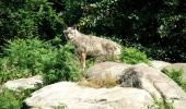 Randonnée Marche Sainte-Feyre - Les loups de Chabrières - Sainte Feyre - Photo 3