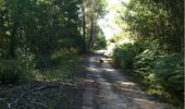 Trail Walking Canéjan - promenade dans les sous bois de canejean.  - Photo 5