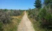 Trail Walking Rosis - Le Caroux Espinousse - Photo 6