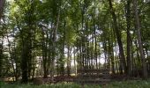 Randonnée Marche Lailly - Forêt de de Lancy/Vauluisant (Polissoirs + Dolmens) - Photo 14