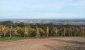 Tour Wandern Kestenholz - Le Hahnenberg et les balcons Sélestat - Photo 4