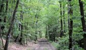 Trail Walking Daverdisse - Gembes. Natura 2000, des sites qui valent le détour. Lx6 - Photo 9