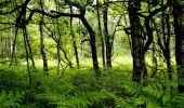 Randonnée Vélo Senonches - En forêt domaniale - Senonches  - Photo 1