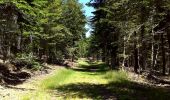 Excursión Senderismo Saint-Sauveur-Camprieu - De Camprieu au Mont Aigoual - Photo 2