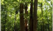 Randonnée Marche Senonches - Les ronds de la forêt - Senonches - Photo 1