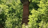 Percorso Mountainbike Saint-Diéry - Espace VTT FFC du Sancy - Circuit n°32 - Le Château - Secteur St Diery - Photo 2