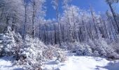 Randonnée Raquettes à neige Grandfontaine - Le Donon en raquettes - Grandfontaine - Photo 4