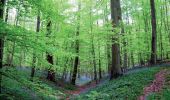 Trail Walking La Hulpe - RB-Bw-12 - Forêt et campagnes au sud de Bruxelles - Photo 2