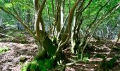 Trail Walking Stoumont - Lorcé, Natura 2000 - Des sites qui valent le détour, Lg13 - Photo 1
