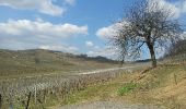Randonnée Marche Molsheim - Les Chapelles entre vignoble et canal - Photo 3