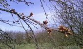 Excursión Senderismo Dalhem - premiere balade de printemps - Photo 3