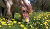 Tocht Paard Verviers - Cossart - Louveterie - Foyr - Croix du Pt Jean - Photo 1