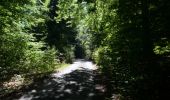 Trail Walking Saint-Hubert - Saint-Hubert - Circuit Natura 2000, des sites qui valent le détour - Lx16 - Photo 3