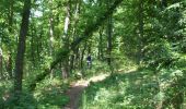 Percorso Mountainbike Revin - Witaker - Bois de Hiraumont - Revin - Photo 4