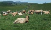 Randonnée Marche Pailherols - Le sentier des gentianes - Pailherols - Photo 4