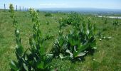 Tour Wandern Pailherols - Le sentier des gentianes - Pailherols - Photo 2