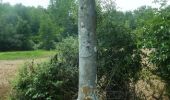 Randonnée Marche Nervieux - Autour des Gorges de la Loire - PR N° 1 : La Fontaine de Grénieux - Nervieux - Photo 2