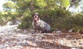 Tocht Stappen Marseille - Chemin des Crêtes - Photo 2