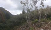 Tocht Stappen Salazie - forêts vers le haut du cirque - Photo 6