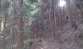 Tocht Stappen Salazie - forêts vers le haut du cirque - Photo 4