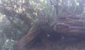 Percorso Marcia Salazie - forêt de belouve, trou de fer, haut de salazie - Photo 14