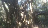Percorso Marcia Salazie - forêt de belouve, trou de fer, haut de salazie - Photo 13
