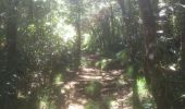 Percorso Marcia Salazie - forêt de belouve, trou de fer, haut de salazie - Photo 12