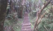 Tour Wandern Salazie - forêt de belouve, trou de fer, haut de salazie - Photo 10