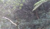 Percorso Marcia Salazie - forêt de belouve, trou de fer, haut de salazie - Photo 6