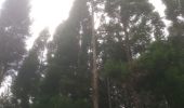 Percorso Marcia Salazie - forêt de belouve, trou de fer, haut de salazie - Photo 5