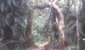 Percorso Marcia Salazie - forêt de belouve, trou de fer, haut de salazie - Photo 4