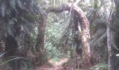 Tocht Stappen Salazie - forêt de belouve, trou de fer, haut de salazie - Photo 4