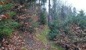 Trail Walking Thann - Autour de l'oeil de la sorcière  - Photo 6