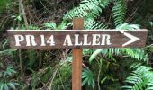 Trail Walking Saint-Philippe - La Réunion - Boucle par le sentier botanique de la forêt de Mare-Longue - Photo 8