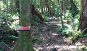 Trail Walking Saint-Philippe - La Réunion - Boucle par le sentier botanique de la forêt de Mare-Longue - Photo 3