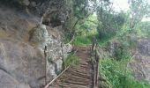Trail Walking Le Tampon - La Réunion - Boucle du parcours sportif de Bel Air, par la ravine de la rivière d'abord. - Photo 6