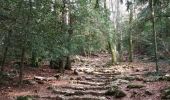 Trail Walking Plan-d'Aups-Sainte-Baume - ste baume - Photo 4