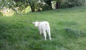 Tour Wandern Fléron - balade de Sainte Julienne - Photo 6