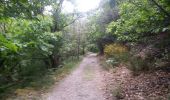 Tour Wandern Val-d'Aigoual - mont Aigoual - Photo 19