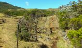 Trail Walking Le Tampon - La Réunion - Boucle des sources du Bras de Pontho par le Piton Guichard - Photo 18