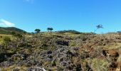 Trail Walking Le Tampon - La Réunion - Boucle des sources du Bras de Pontho par le Piton Guichard - Photo 13