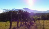 Trail Walking Le Tampon - La Réunion - Boucle des sources du Bras de Pontho par le Piton Guichard - Photo 9
