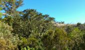 Trail Walking Le Tampon - La Réunion - Boucle des sources du Bras de Pontho par le Piton Guichard - Photo 7