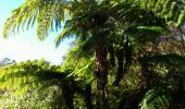 Trail Walking Le Tampon - La Réunion - Boucle des sources du Bras de Pontho par le Piton Guichard - Photo 4