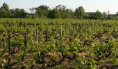 Tocht Stappen Beaulieu-sur-Loire - De l'Eau et des Vignes - Beaulieu-sur-Loire - Photo 3