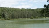 Tocht Stappen Ségalas - Les Graoussettes, un lac d'irrigation et de loisirs - Ségalas - Photo 2