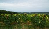 Tour Mountainbike Villeneuve-de-Duras - Saint-Léger, entre bois, vignes et vergers de pruniers - Photo 2